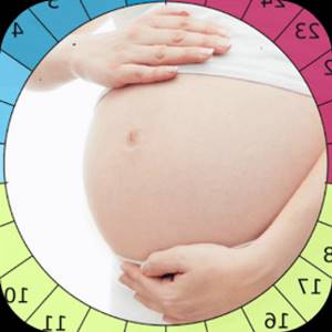 Изображение менструального цикла и беременной женщины