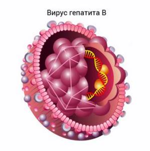 ДНК-содержащий вирус HBV из семейства Hepadnaviridae