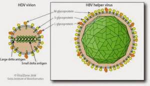 Вирус-сателлит HDV (содержит РНК)