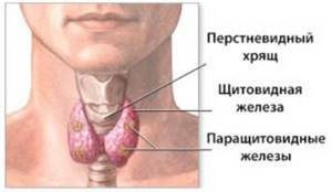 щитовидная железы