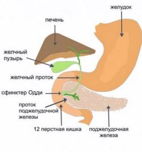 Сфинктер Одди: характеристика и заболевания анатомической структуры