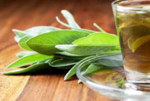 Шалфей — лечебные свойства и противопоказания травы