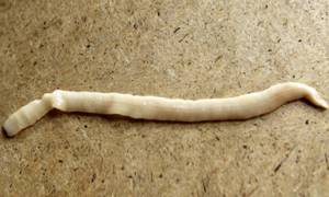 Лентец широкий - представитель группы ленточных червей