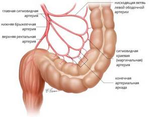 сигмовидная артерия
