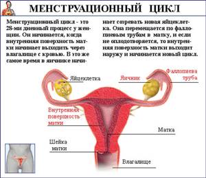 Что такое менструальный цикл