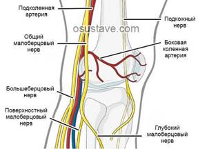 крупные нервы и артерии, расположенные в районе коленного сустава