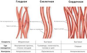 Гладкая мускулатура