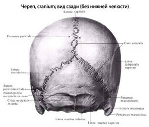 вид сзади череп человека