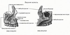 Строение черепа человека. Фото с описанием, анатомия. Вид сзади, спереди, сверху, сбоку, в разрезе
