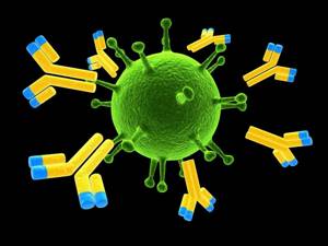 Средство усиливает выработку антител