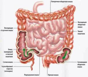 анатомия толстого и тонкого кишечника