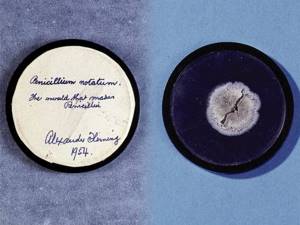Та самая чашка Петри с культурой Staphylococcus sp., в которой Александр Флеминг (Alexander Fleming), вернувшись из отпуска, обнаружил вместо бактериальных колоний плесень Penicillium notatum. 1928 г.