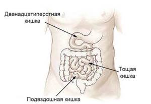 Схема отделов тонкого кишечника
