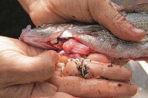 В какой рыбе есть описторхоз и какие анализы выявляют его у человека?