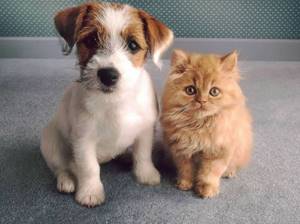 Собака и кошка