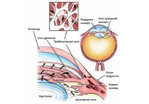 Анатомия, физиология и патология органа зрения