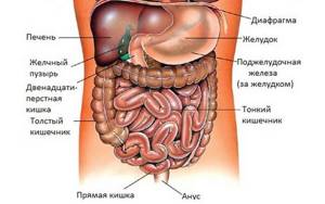 Анатомия кишечника, тонкий и толстый кишечник