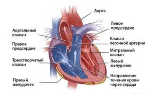 Все о пороках сердца: характеристики патологий и прогноз больного