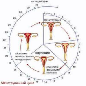 менструальный цикл