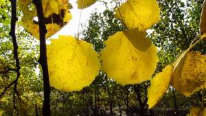 Осиновые листья для седалищного нерва
